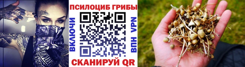 Псилоцибиновые грибы Psilocybe  Купить где  Медынь 